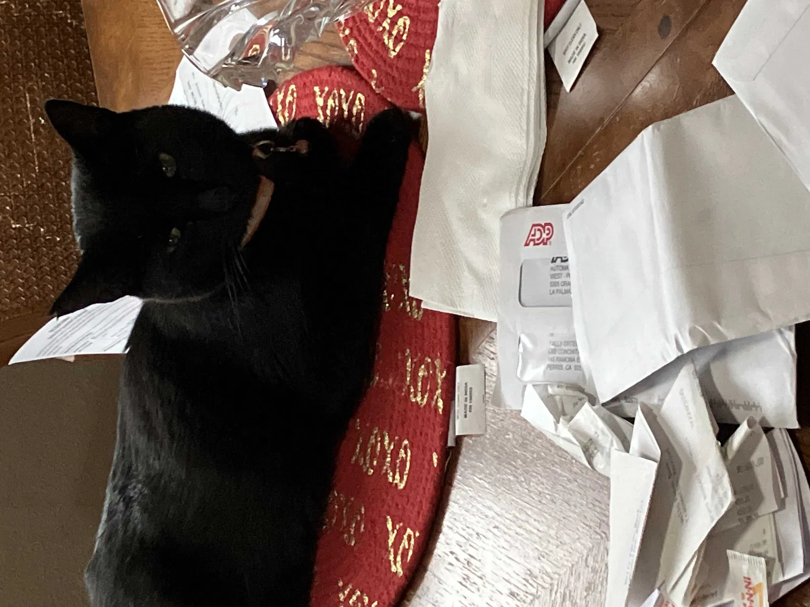 Lost cat in Perris, CA, 92570