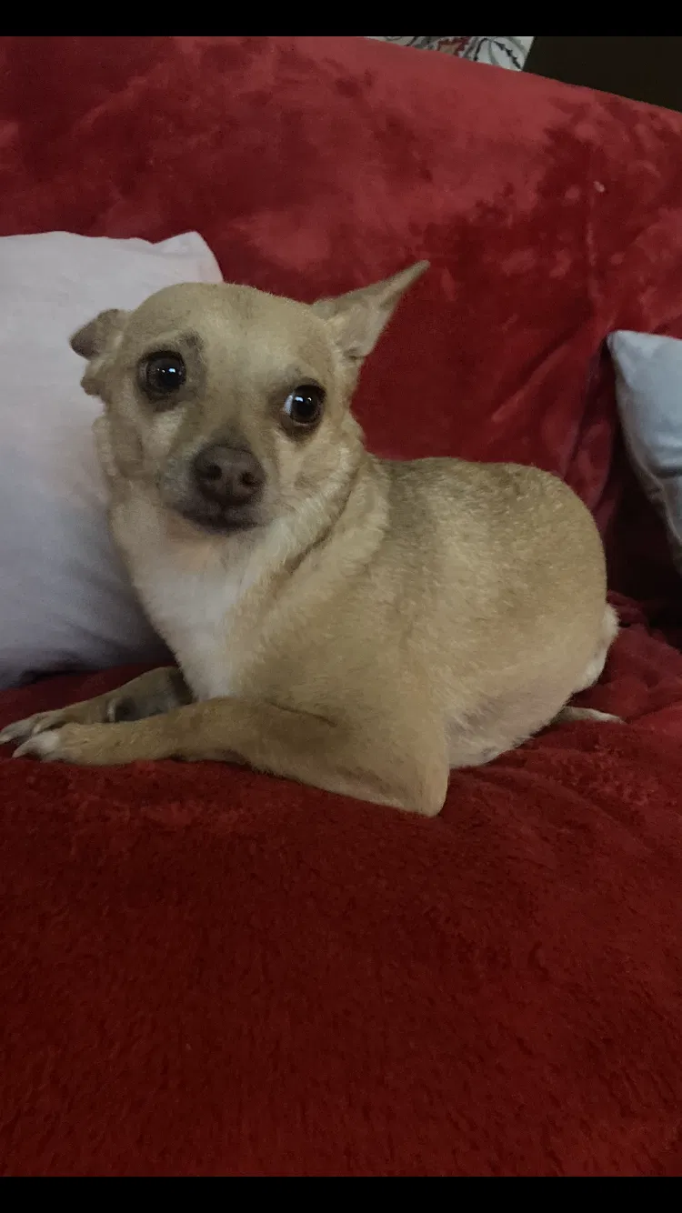 Found dog in Killeen, TX, 76541