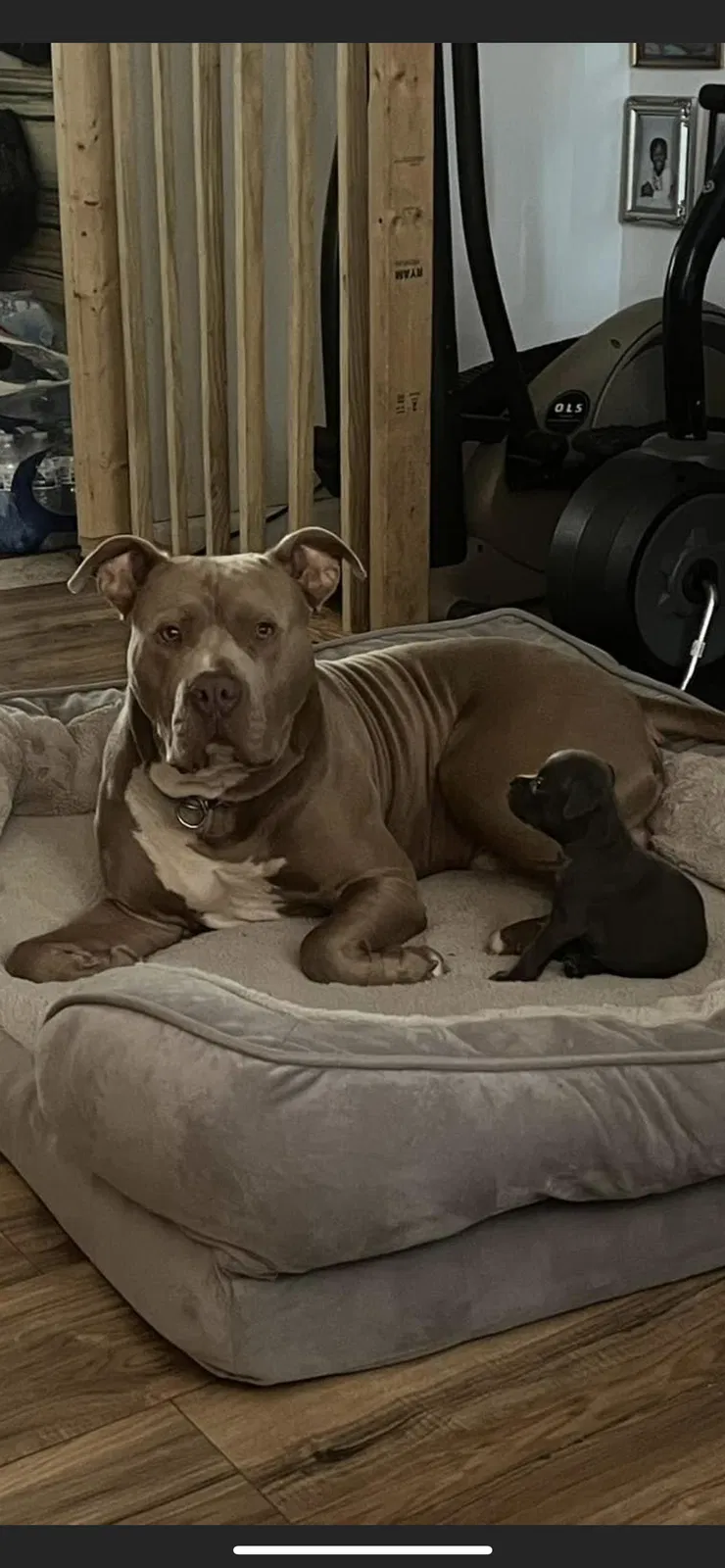 Lost dog in Clarksville, TN, 37042