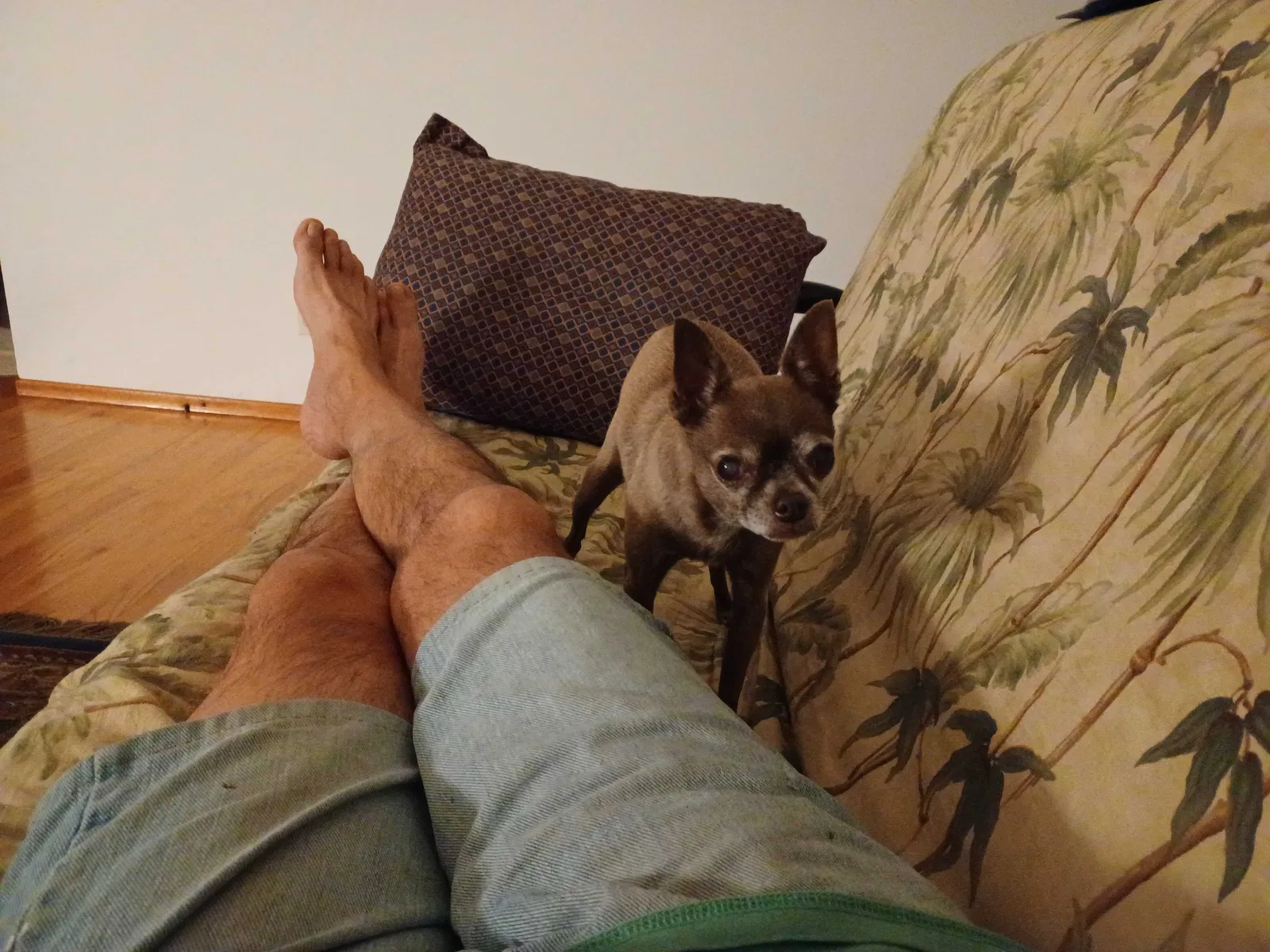 Lost dog in Sacramento, CA, 95821