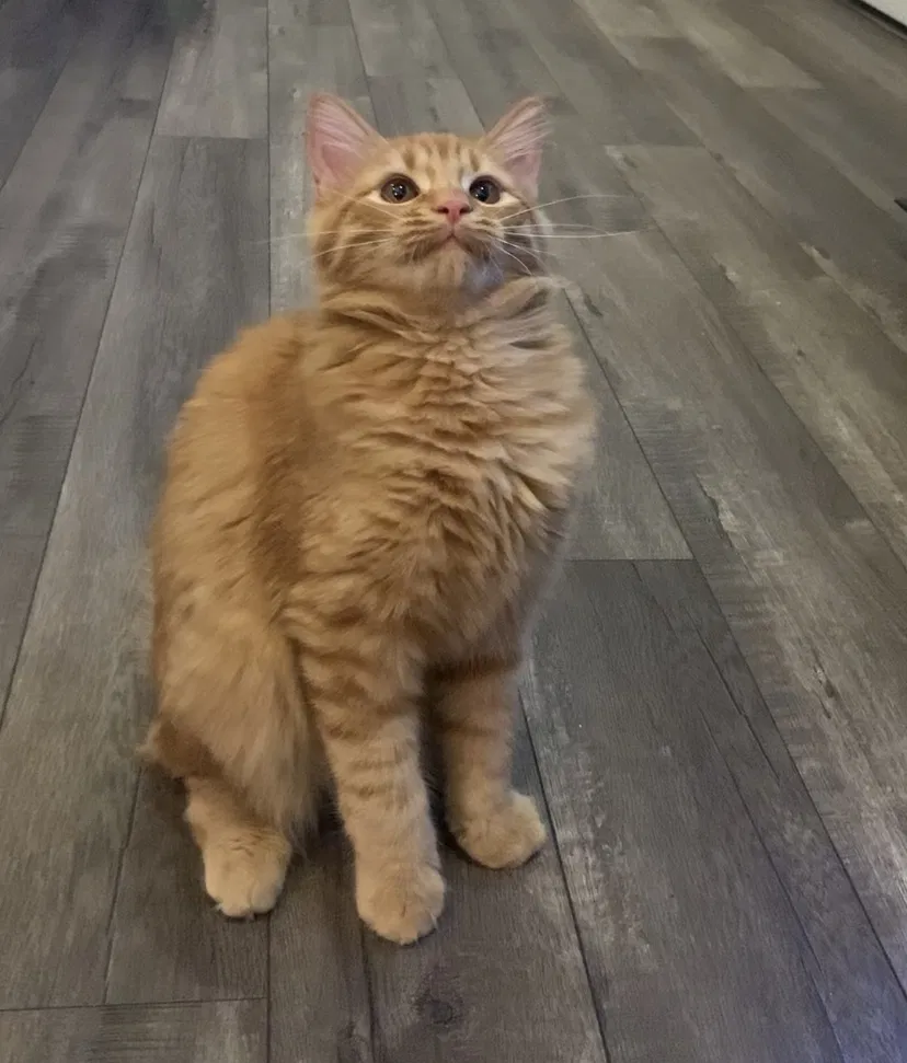 Lost cat in Las Vegas, NV, 89183