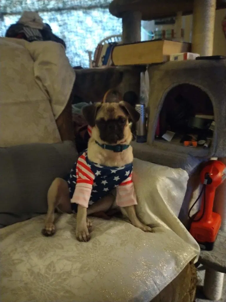 Lost dog in Phoenix, AZ, 85023