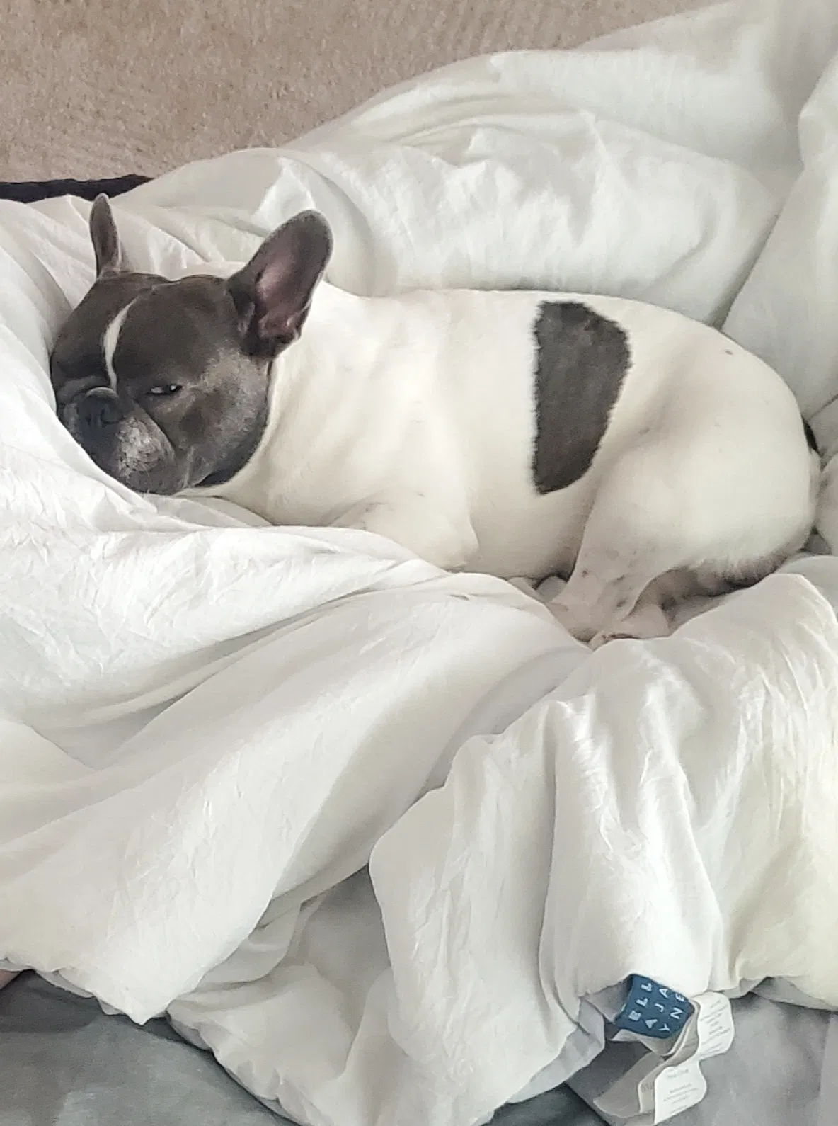 Lost dog in Lacey, WA, 98509