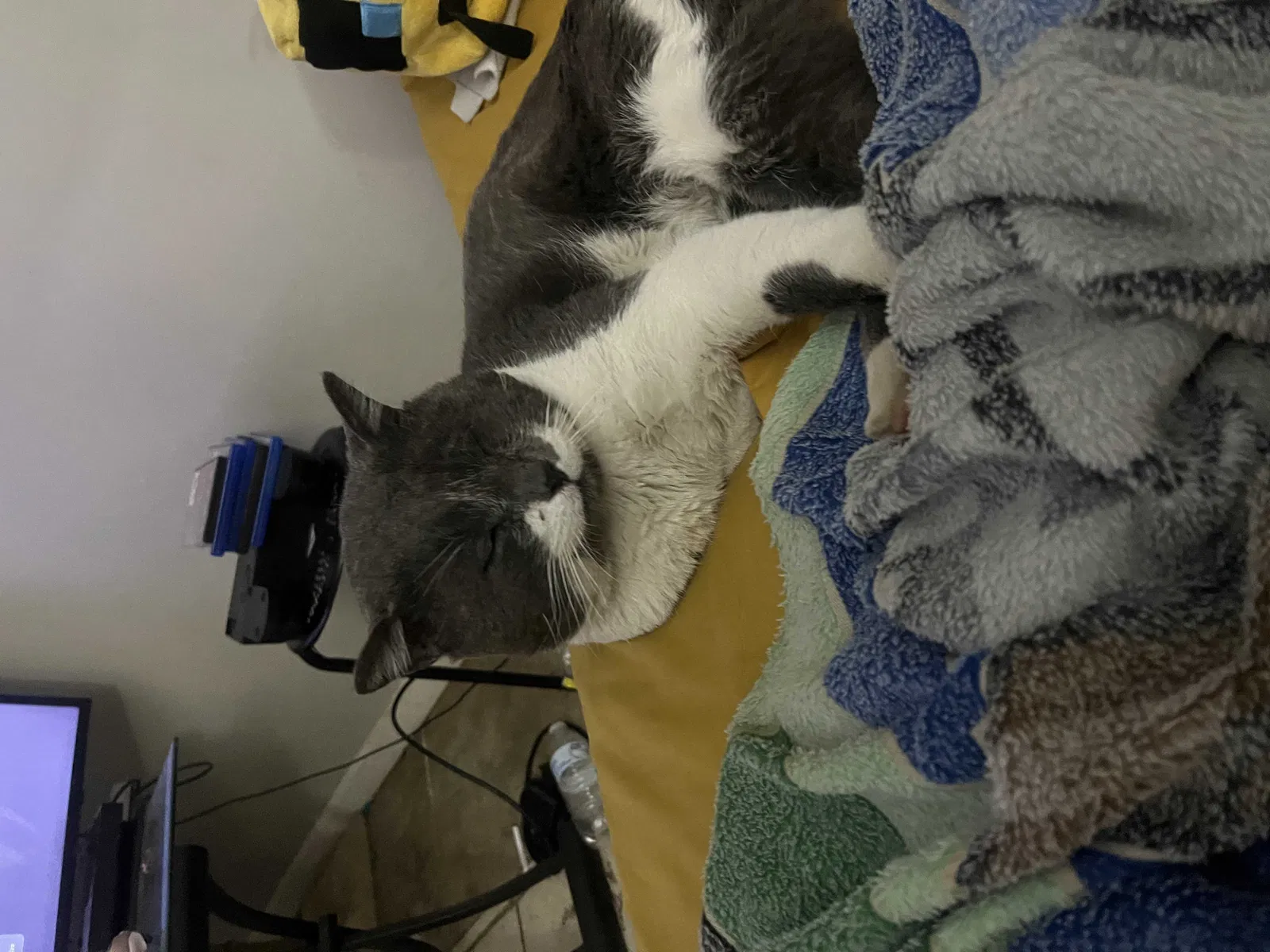 Lost cat in Goodyear, AZ, 85338