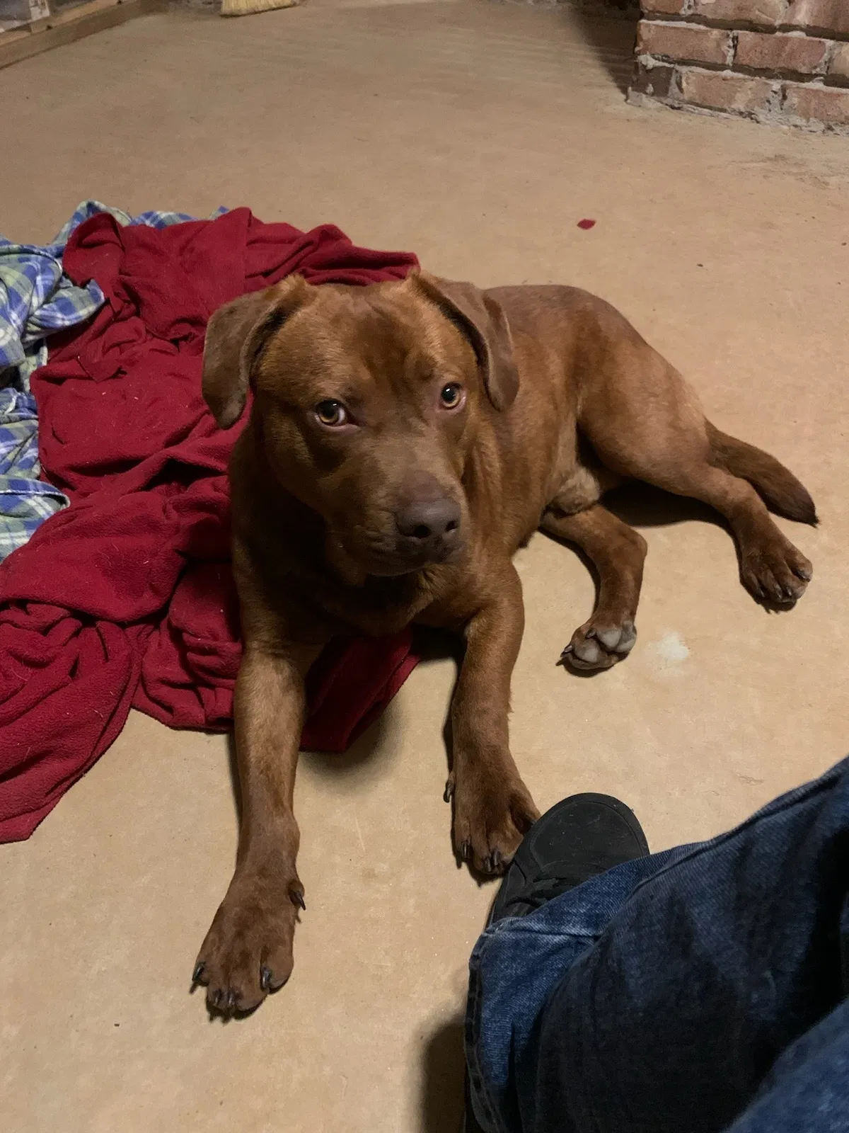 Found dog in Pinson, AL, 35126