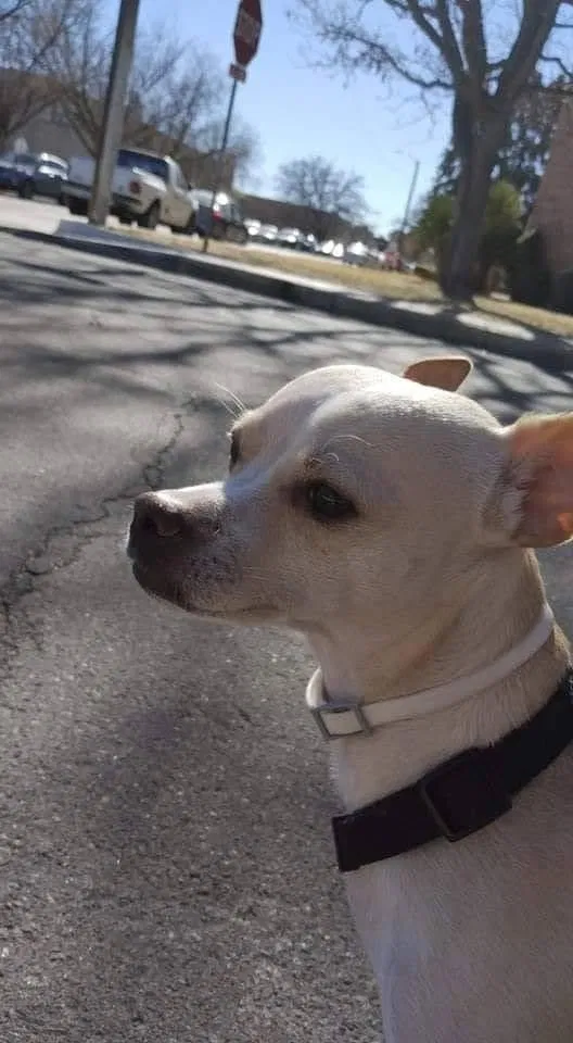 Lost dog in Albuquerque, NM, 87108