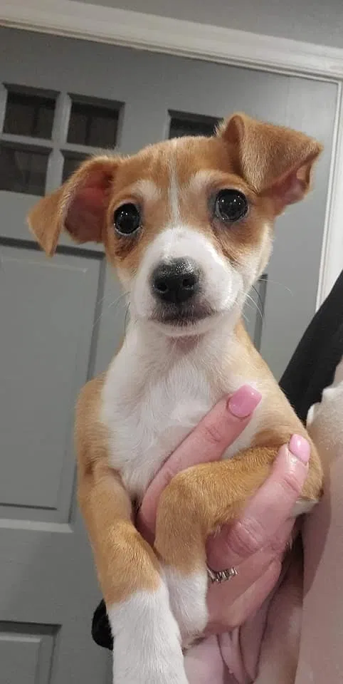 Lost dog in Independence, MO, 64052
