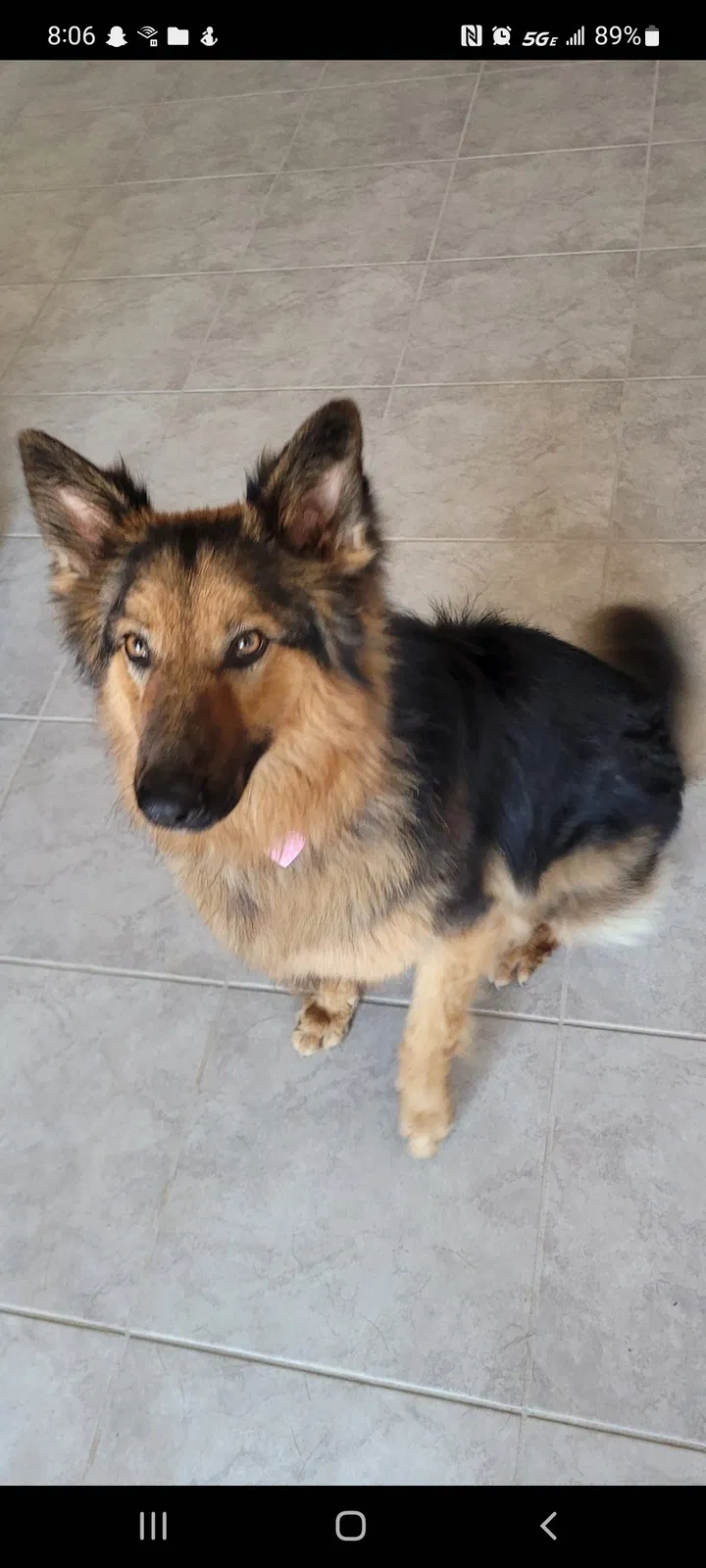 Lost dog in Albuquerque, NM, 87123