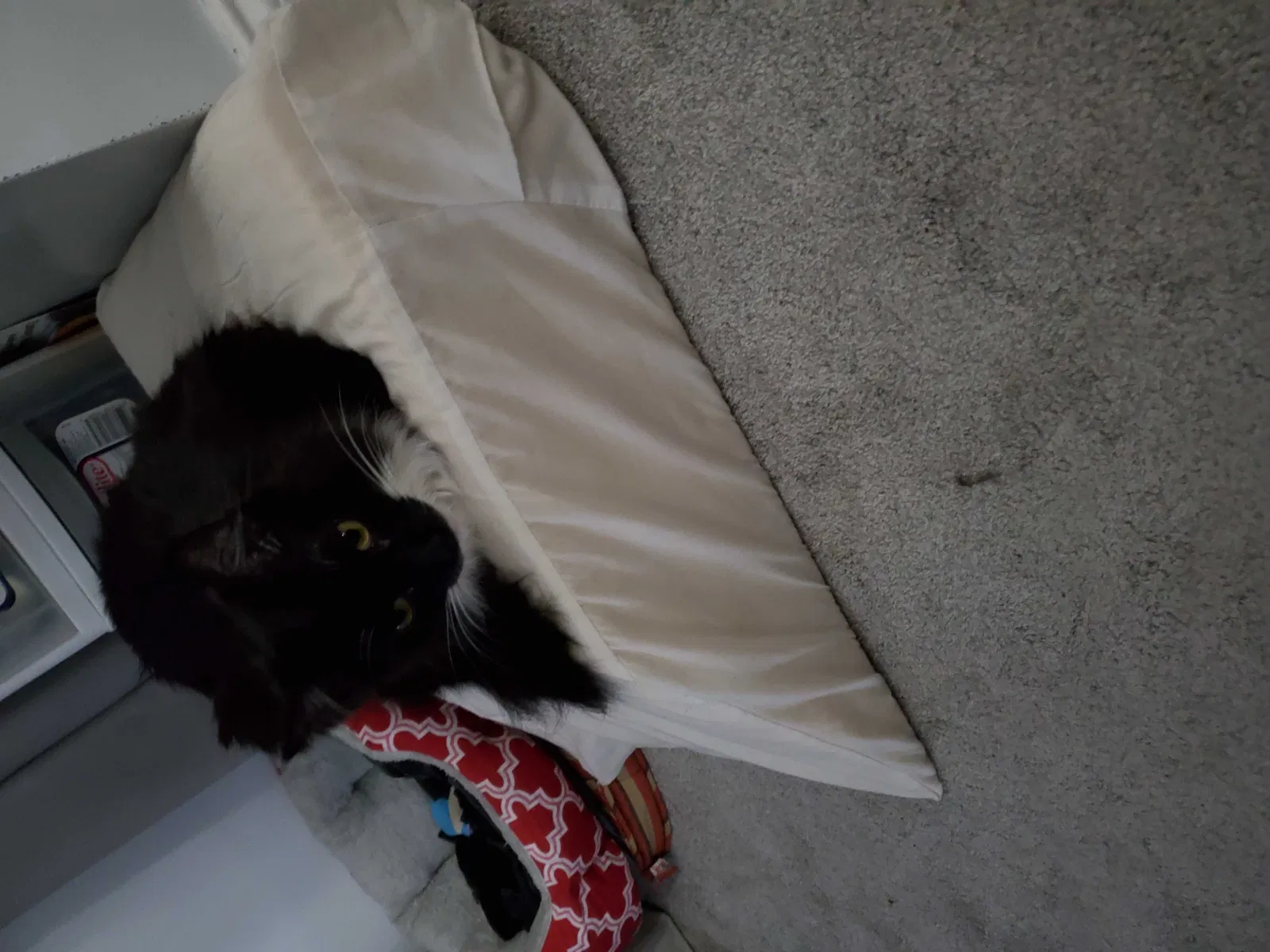 Lost cat in Knoxville, TN, 37923