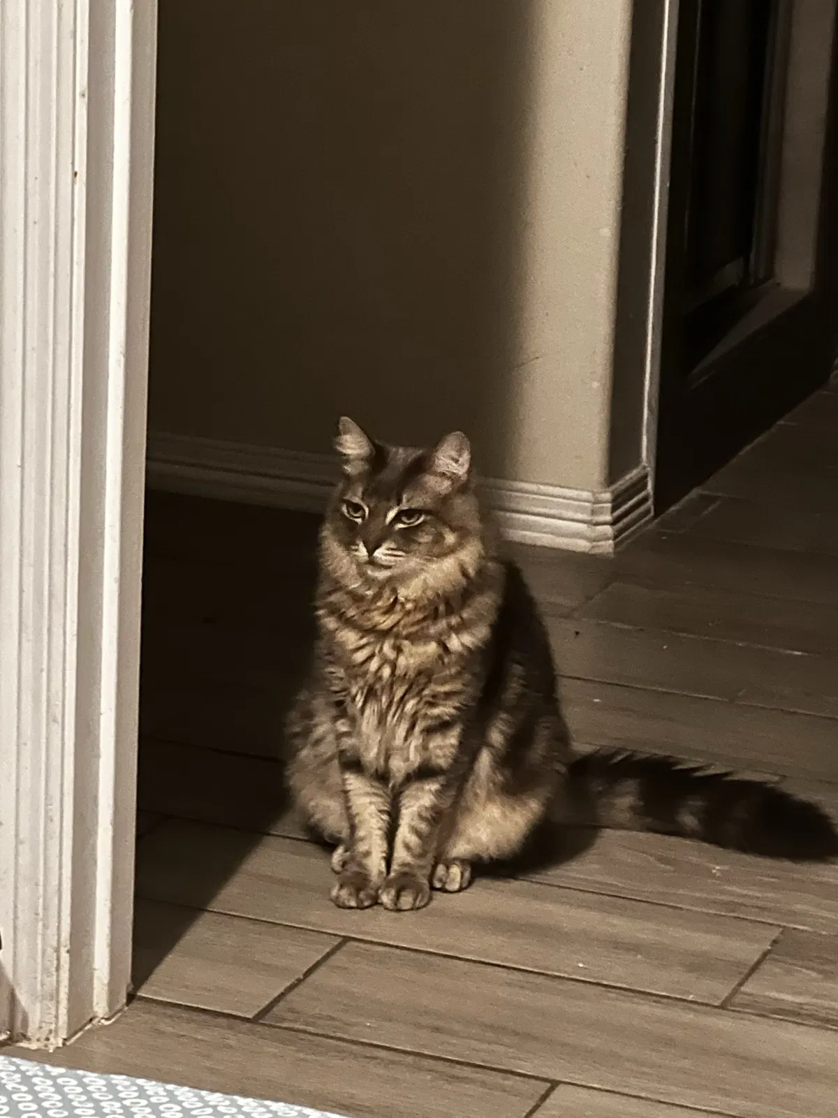 Lost cat in Edinburg, TX, 78539