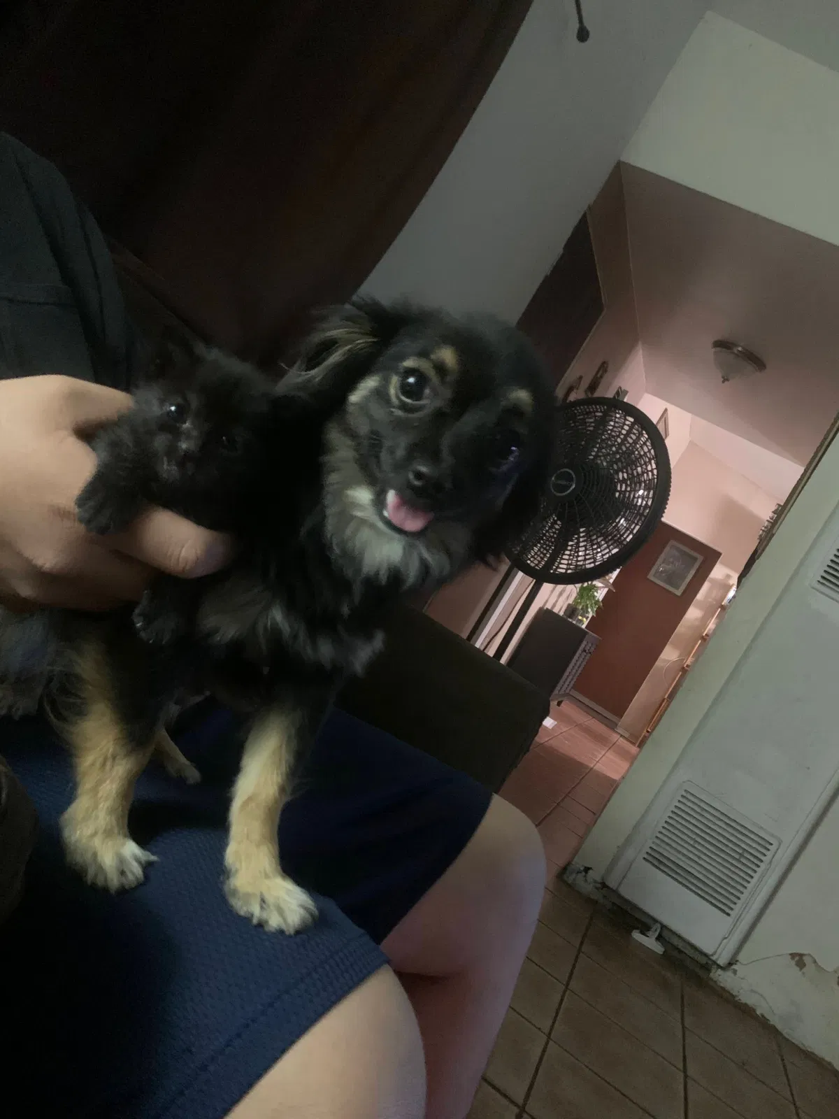 Lost dog in Albuquerque, NM, 87105