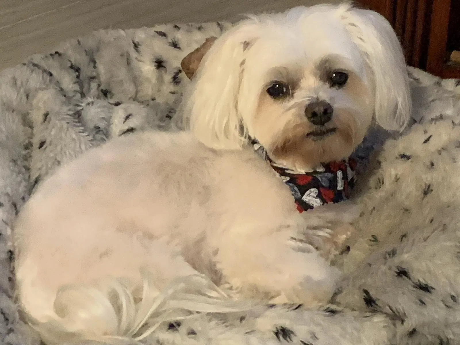 Lost dog in San Antonio, TX, 78217