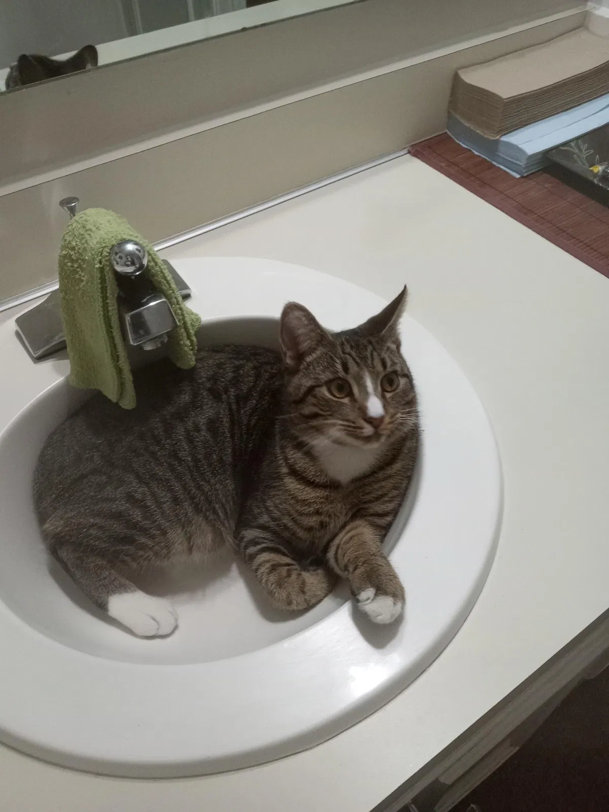 Lost cat in Sumter, SC, 29150