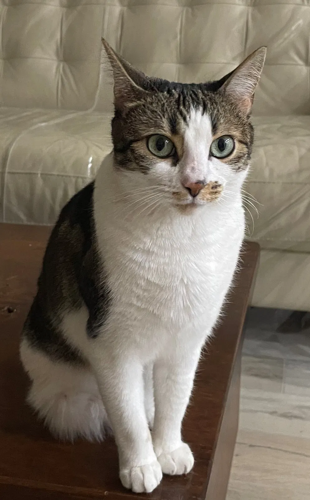 Lost cat in Delray Beach, FL, 33444