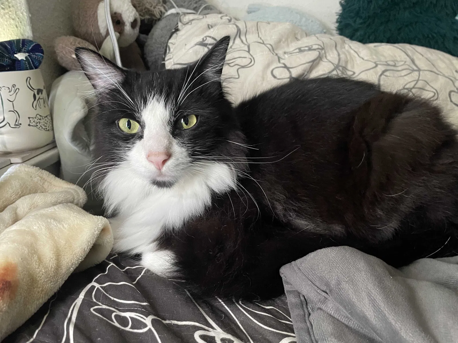 Lost cat in Carlsbad, CA, 92010