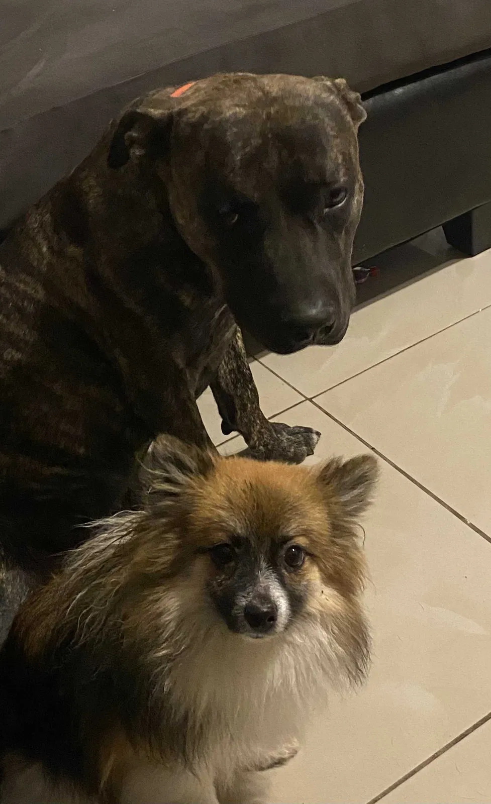 Lost dog in El Paso, TX, 79904