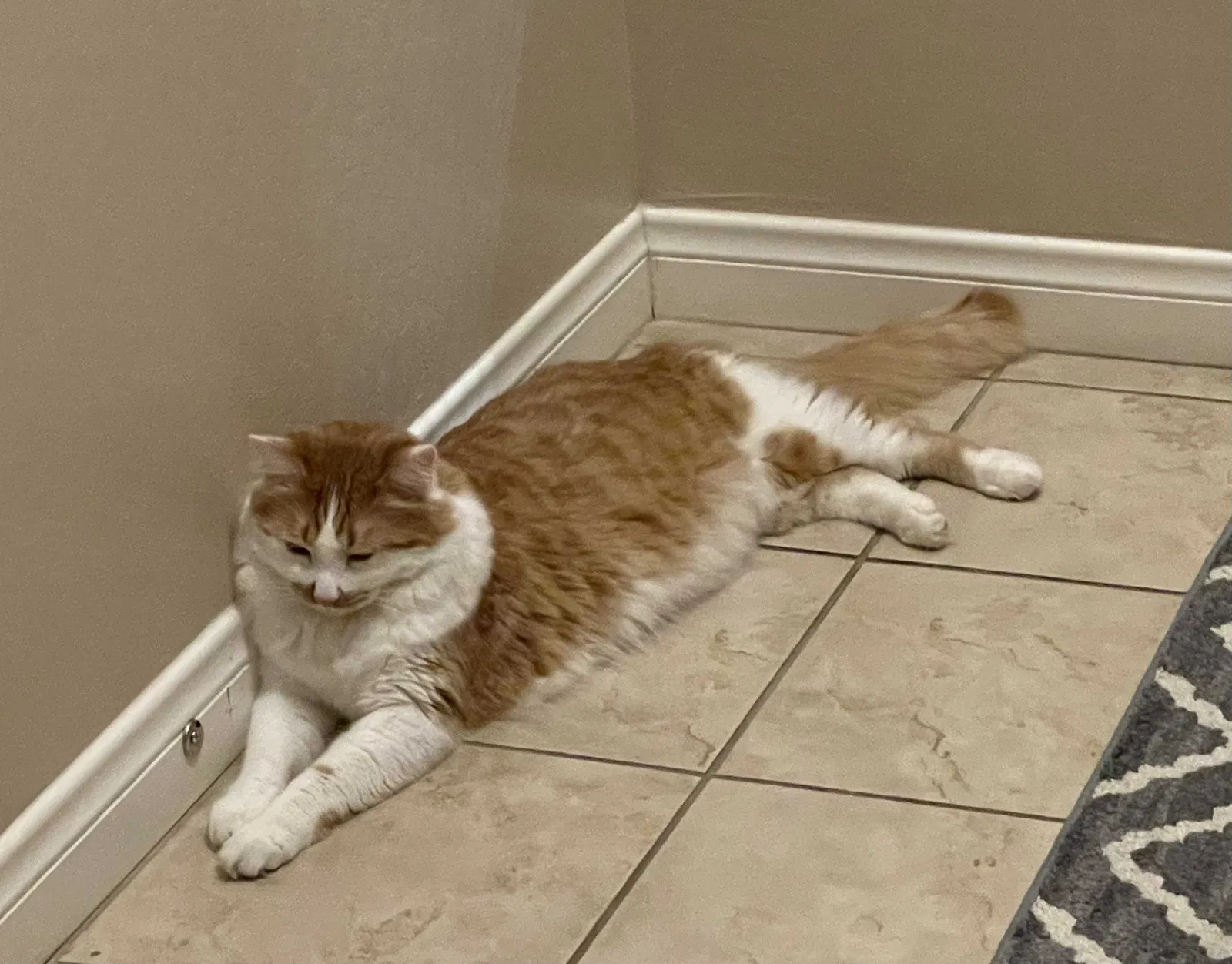 Lost cat in Bakersfield, CA, 93312