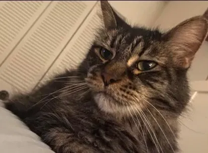 Lost cat in Delray Beach, FL, 33484