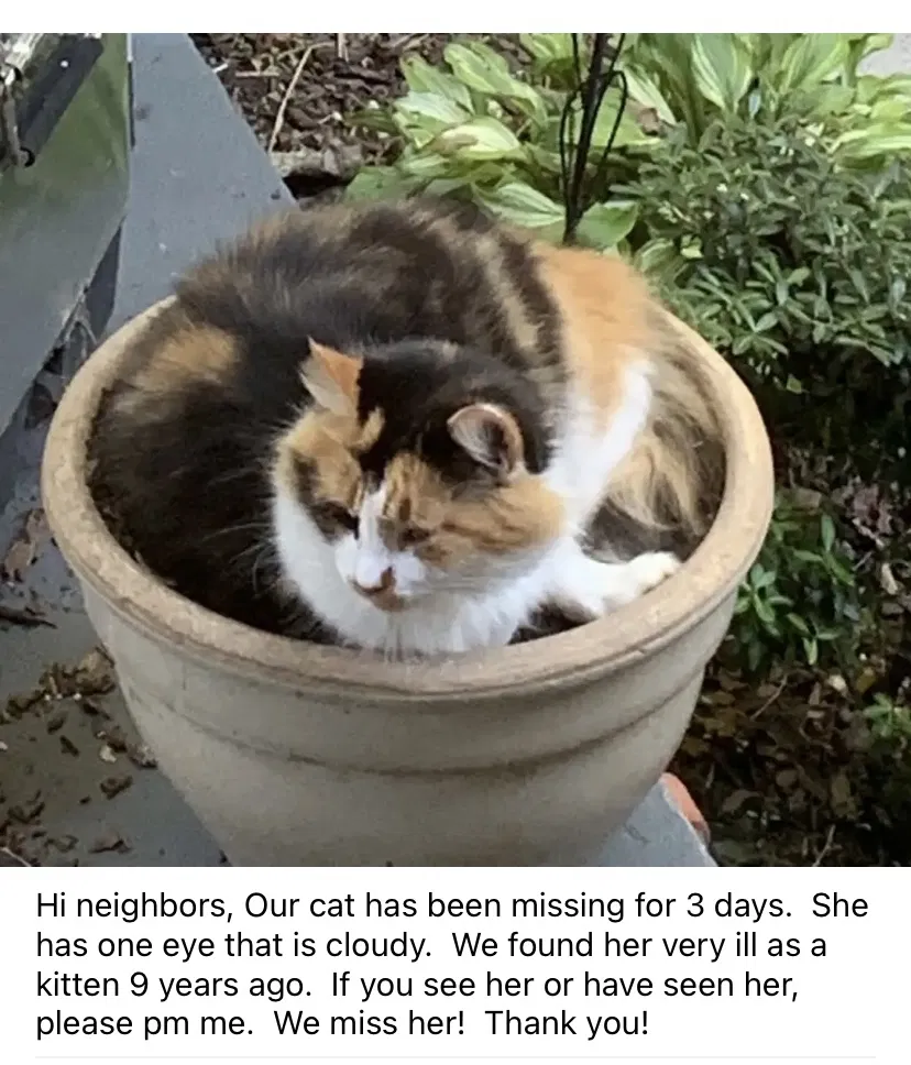 Lost cat in Graham, NC, 27253
