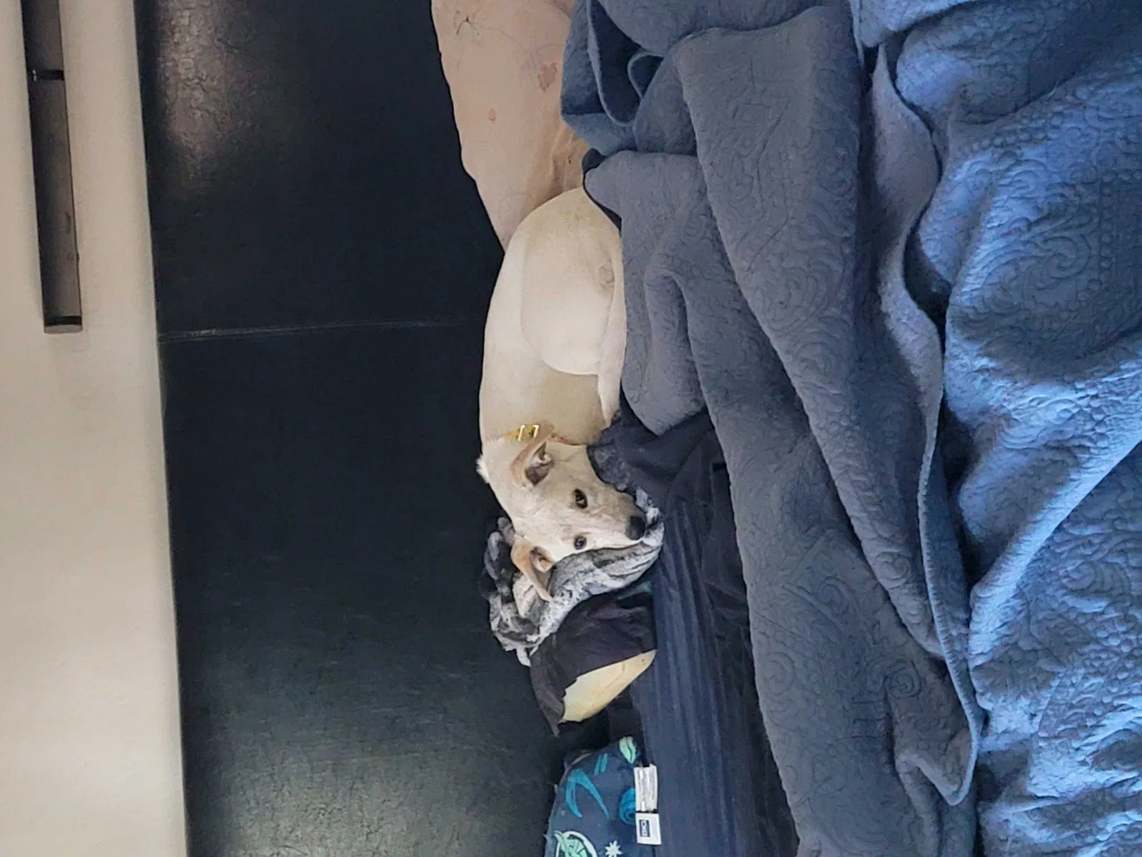 Lost dog in Buckeye, AZ, 85326