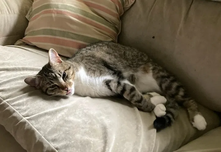 Lost cat in Belleville, IL, 62223