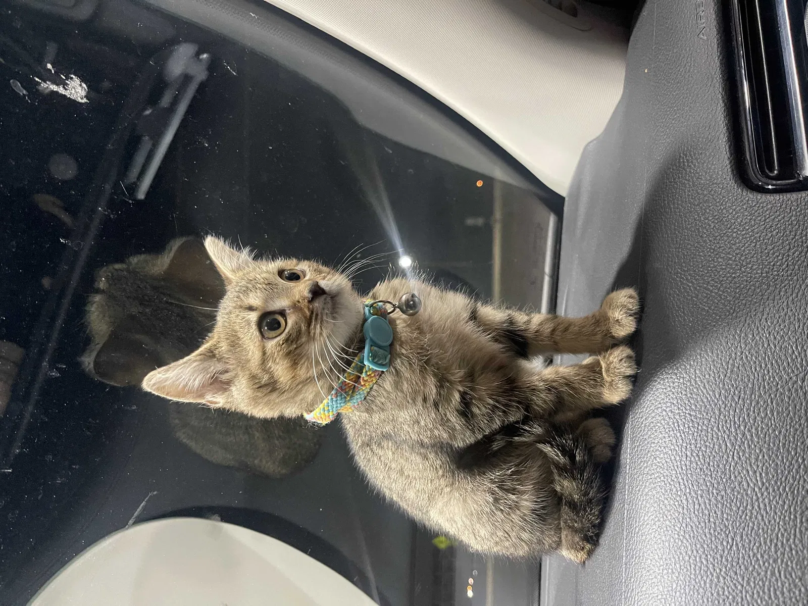Lost cat in Charlotte, NC, 28262