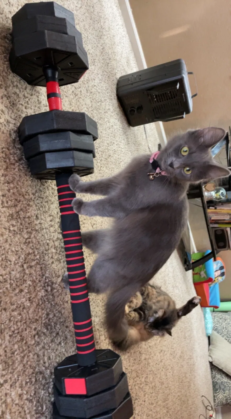 Lost cat in Fort Wayne, IN, 46815