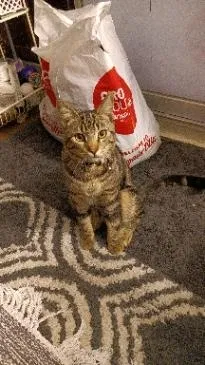Lost cat in Anaheim, CA, 92801