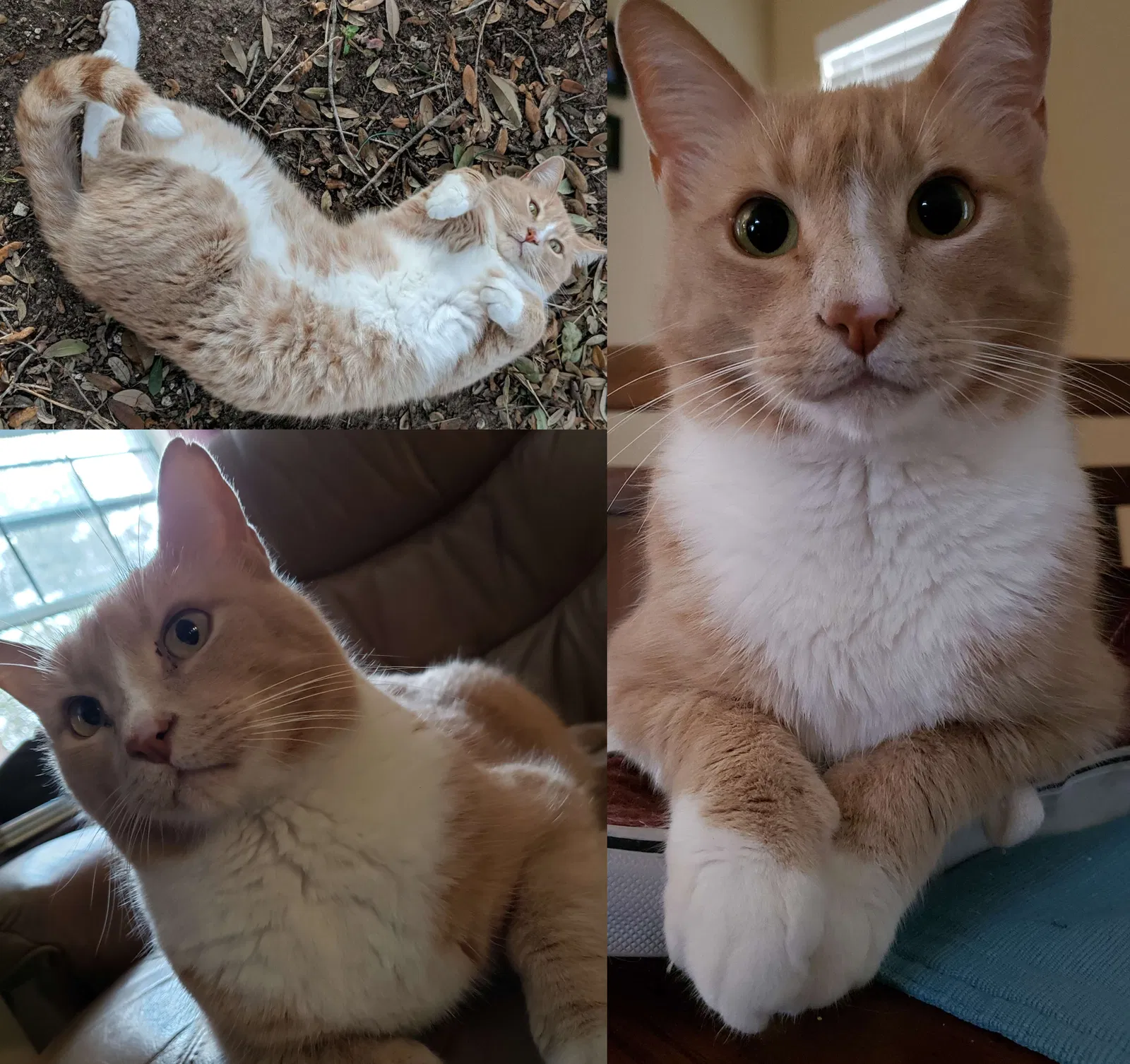 Lost cat in Cedar Park, TX, 78613