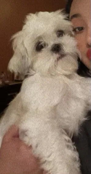 Lost dog in Auburndale, FL, 33823