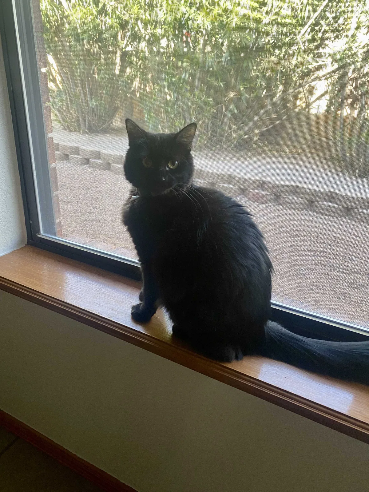 Lost cat in Las Cruces, NM, 88005