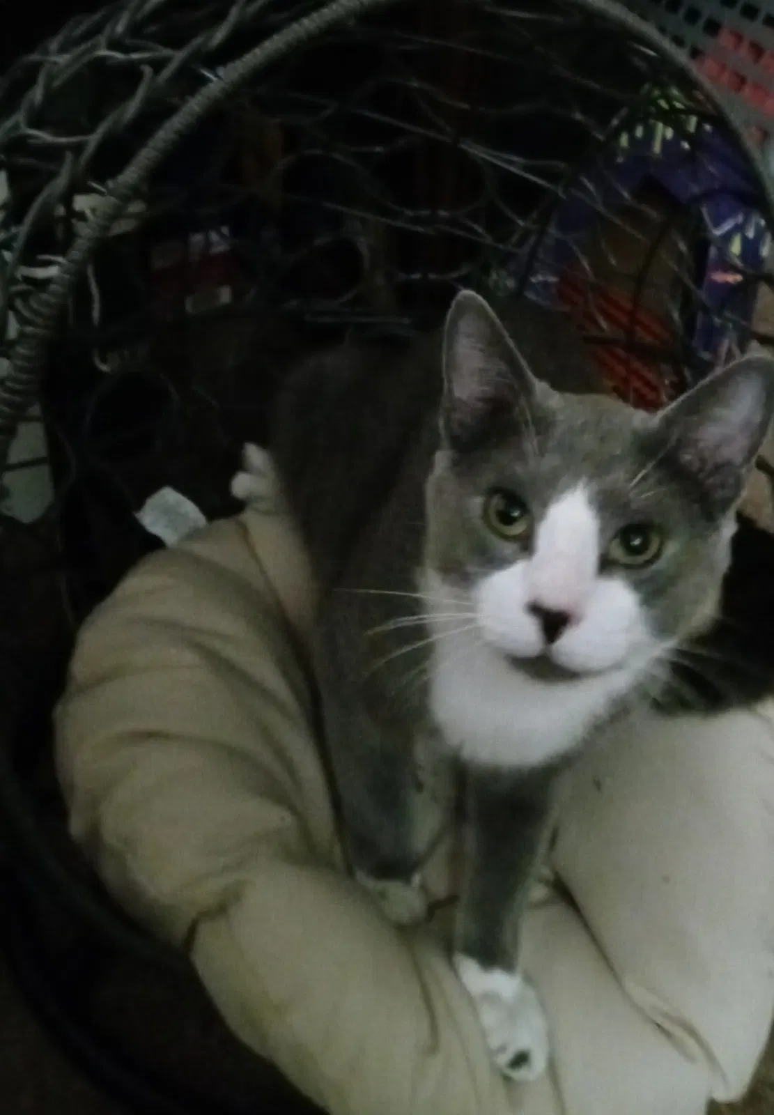 Found cat in Portland, ME, 4103