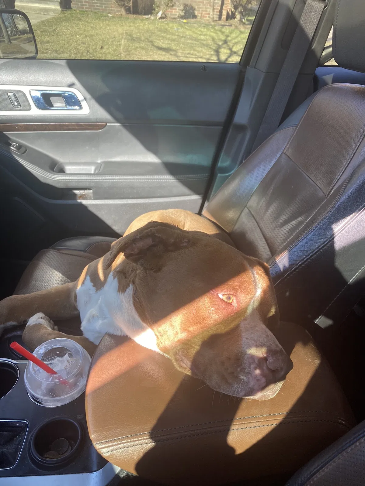 Lost dog in Detroit, MI, 48224