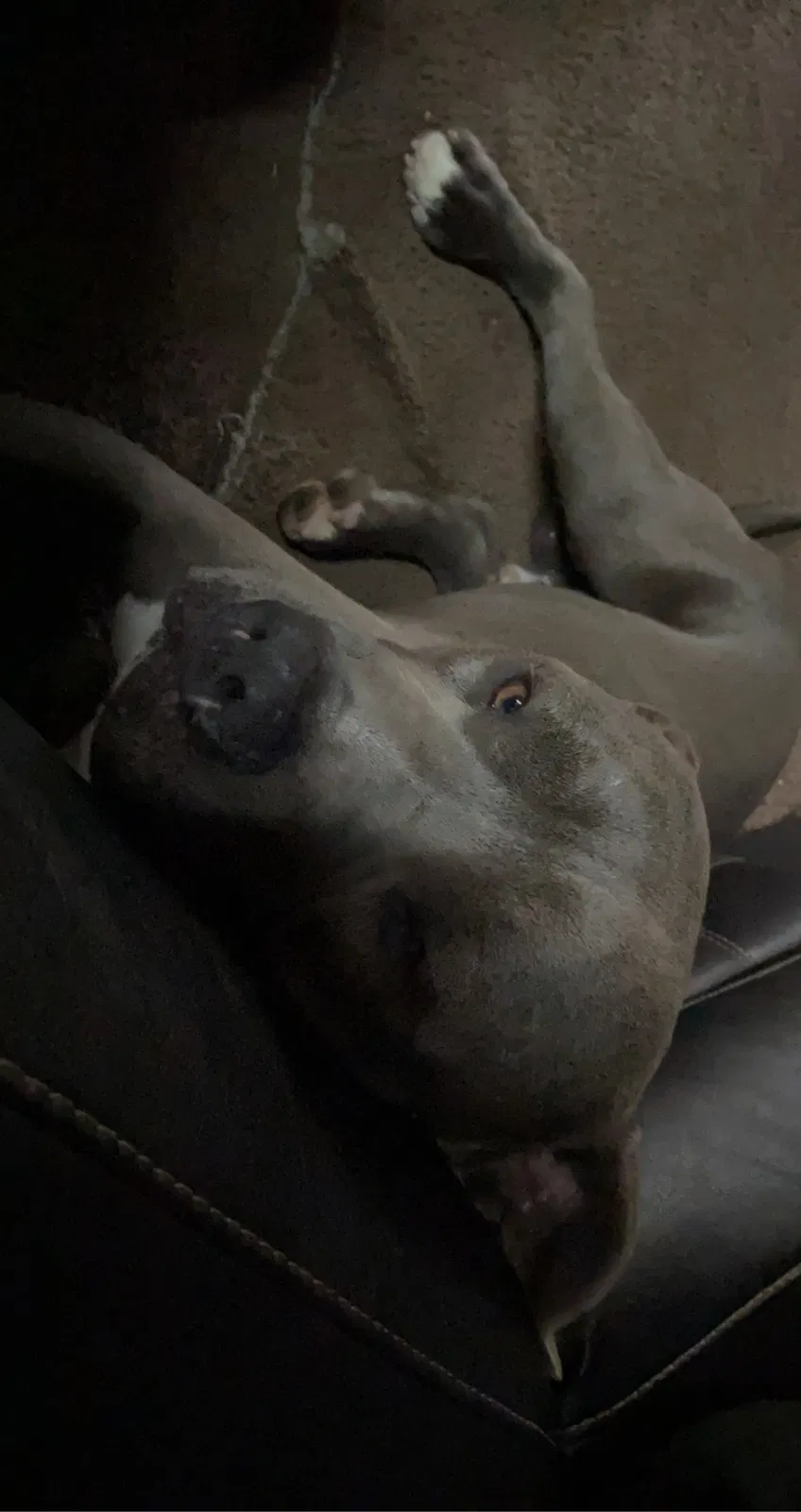 Lost dog in Detroit, MI, 48224