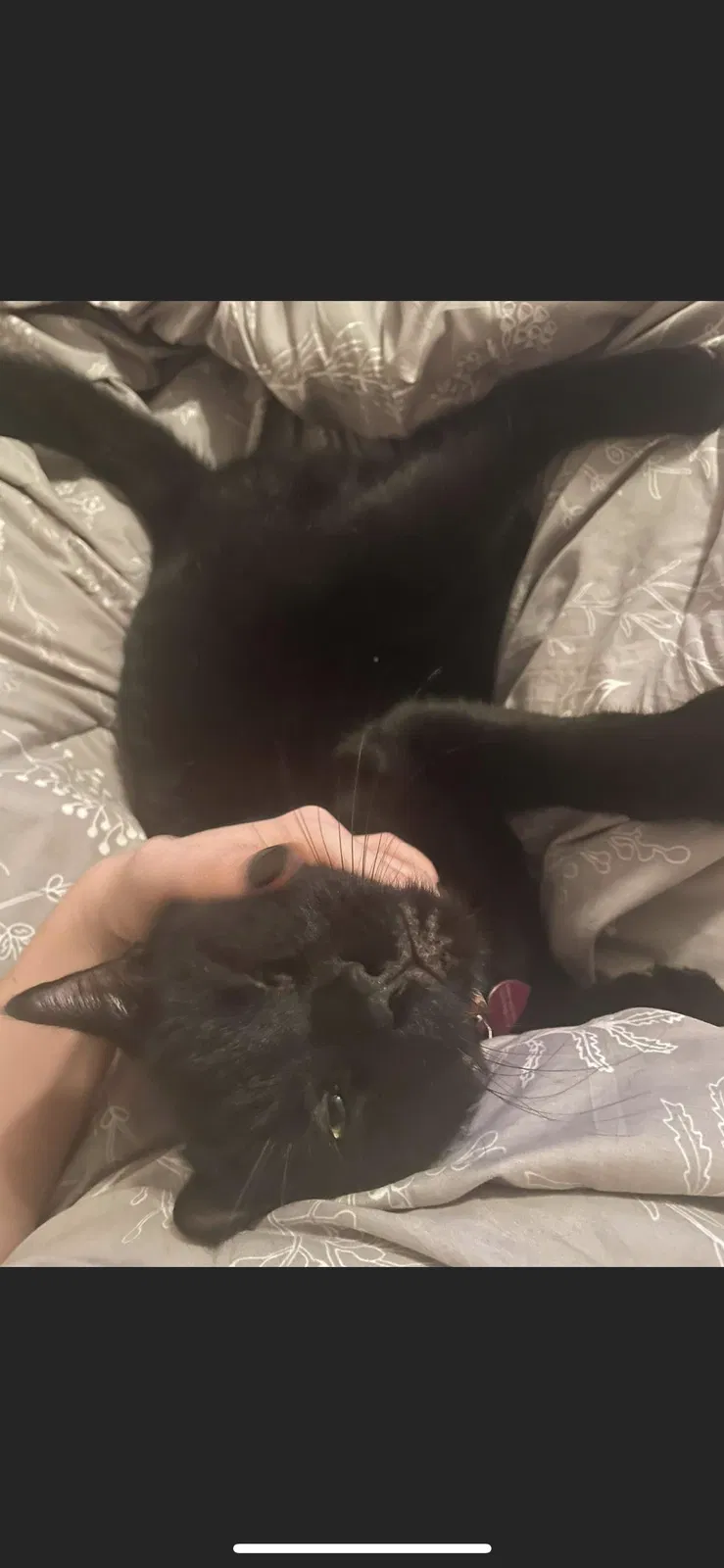 Lost cat in Pasadena, TX, 77505