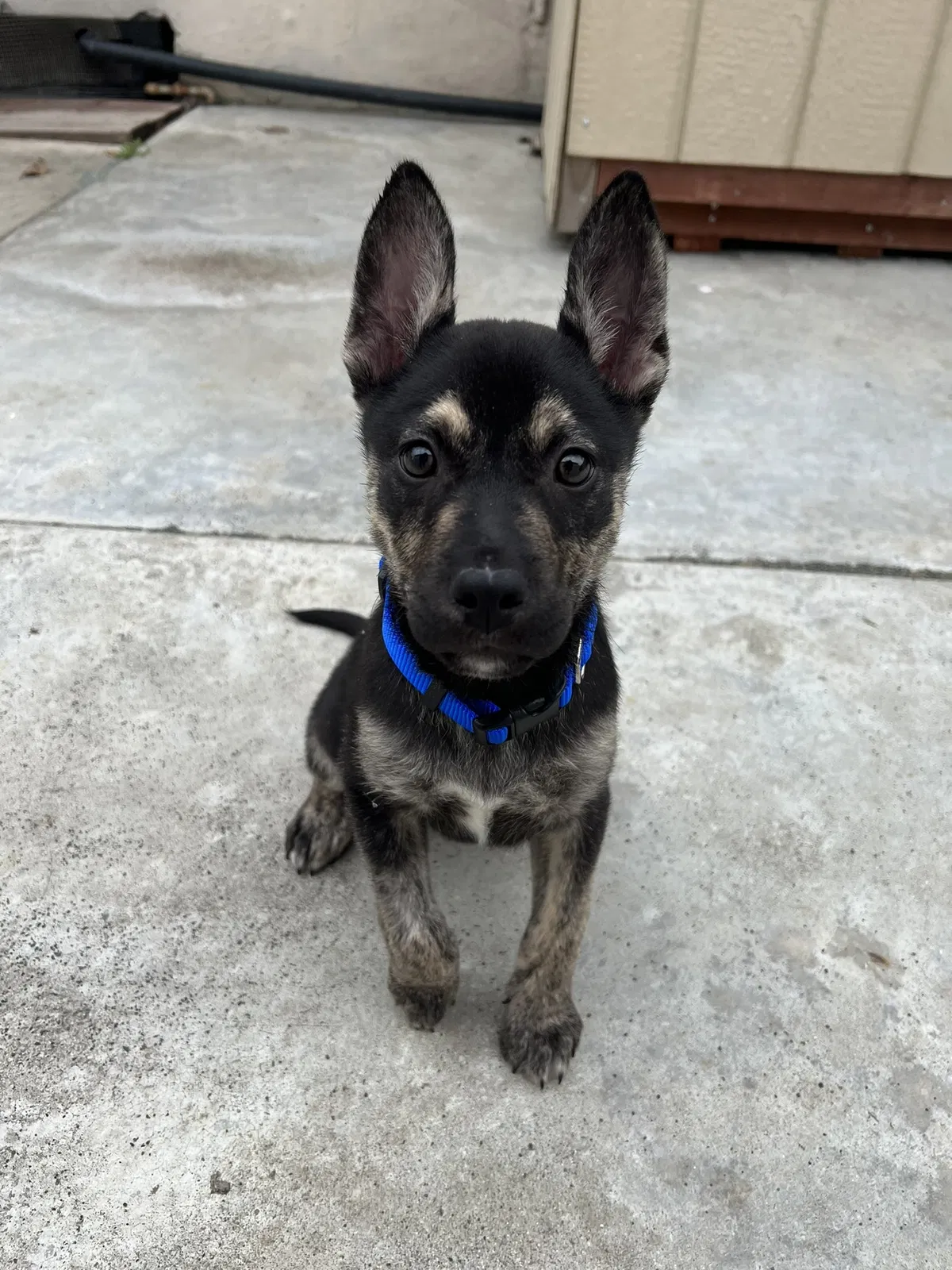 Lost dog in Pomona, CA, 91766