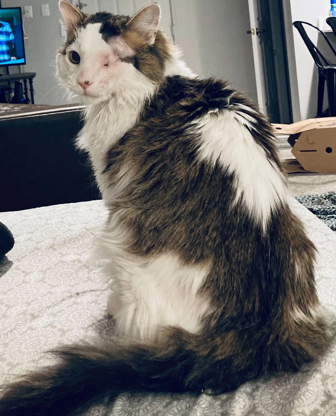 Lost cat in Leawood, KS, 66211