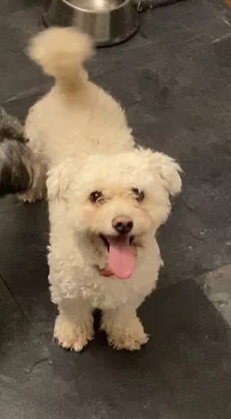 Found dog in Raleigh, NC, 27610