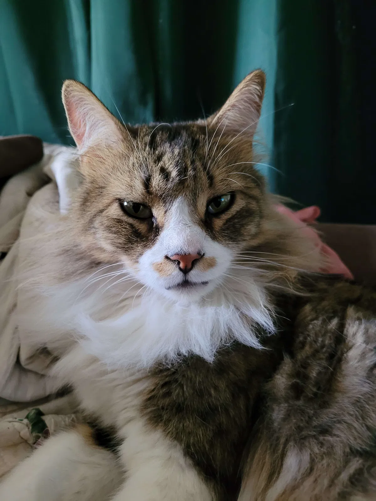 Lost cat in Colorado Springs, CO, 80905