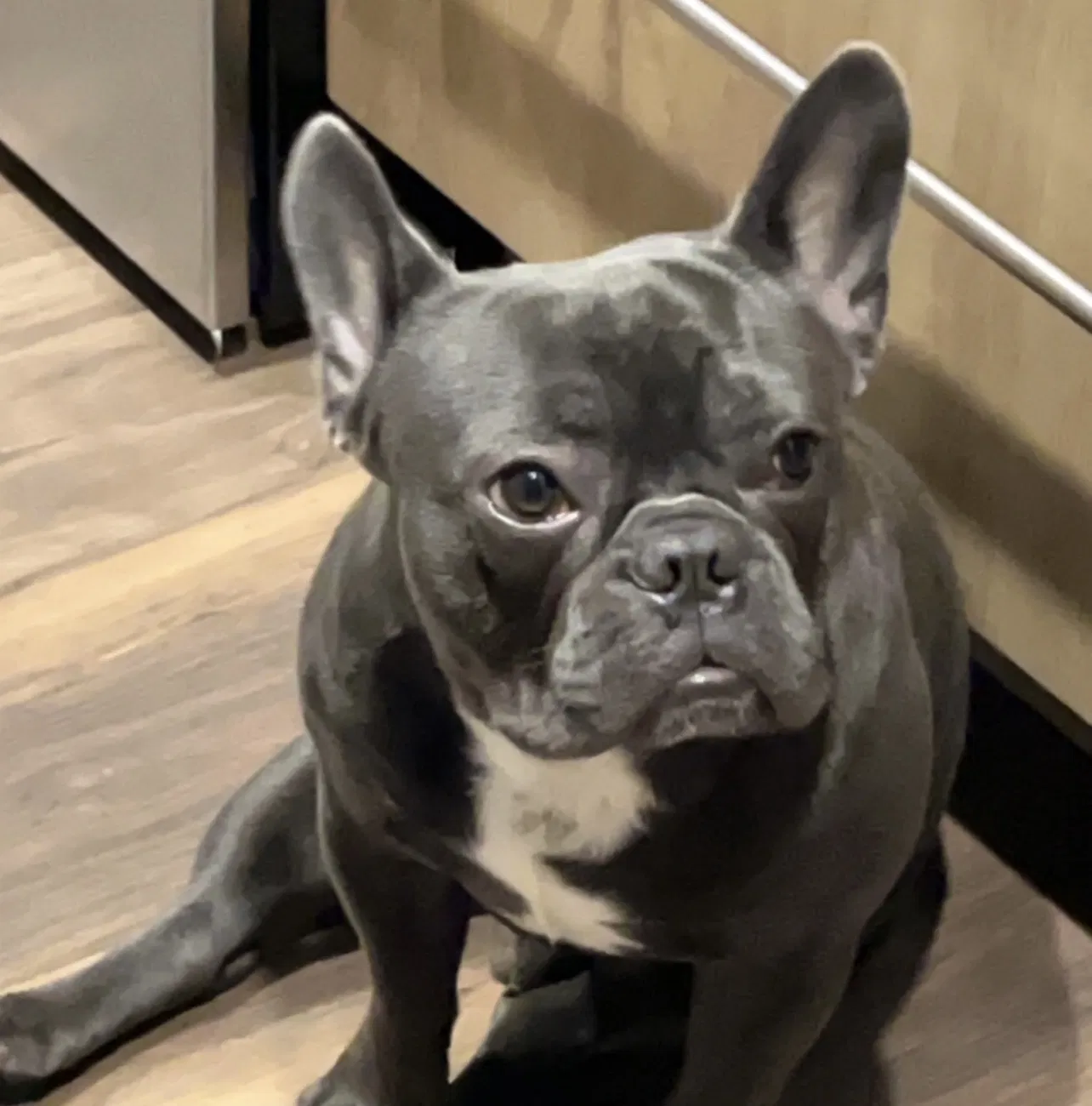 Lost dog in Orlando, FL, 32822