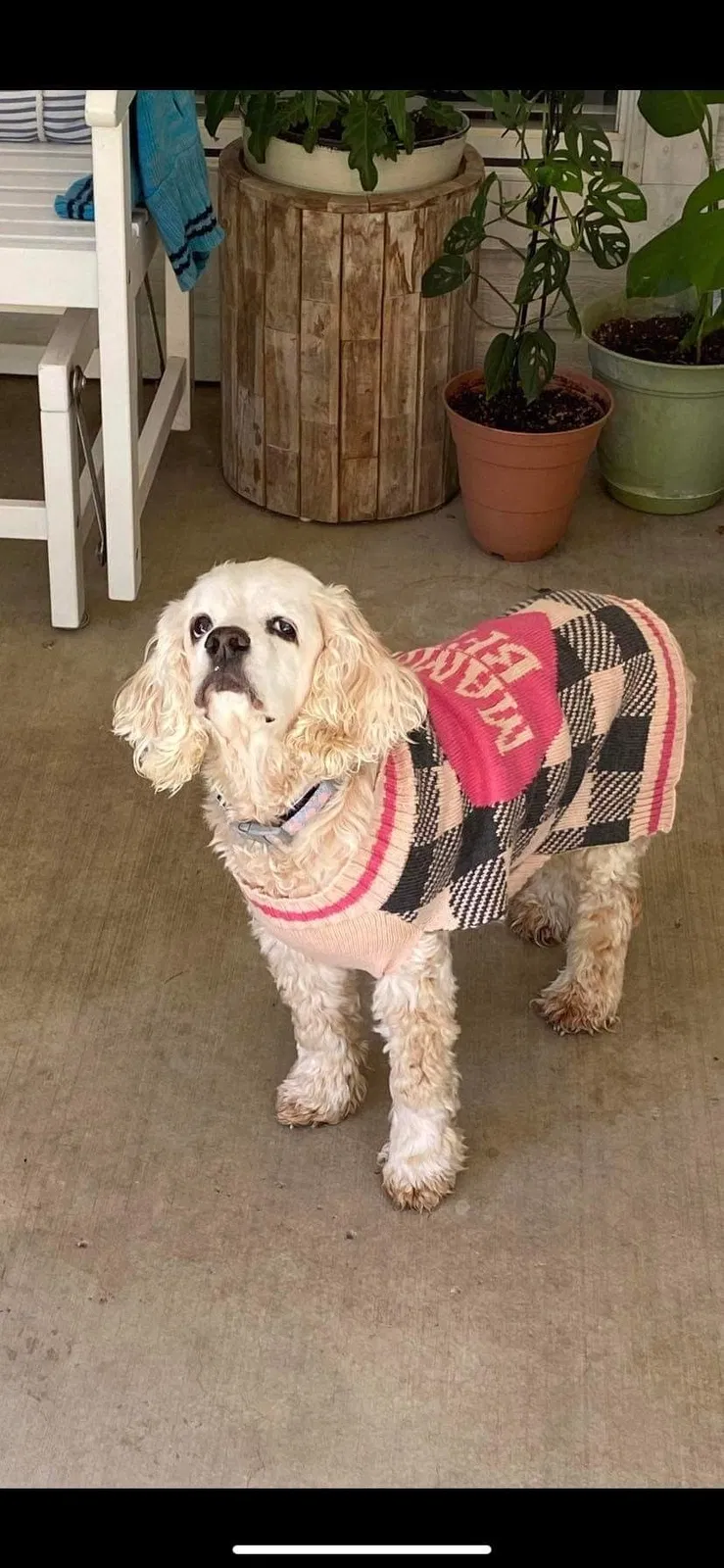 Lost dog in Harker Heights, TX, 76548