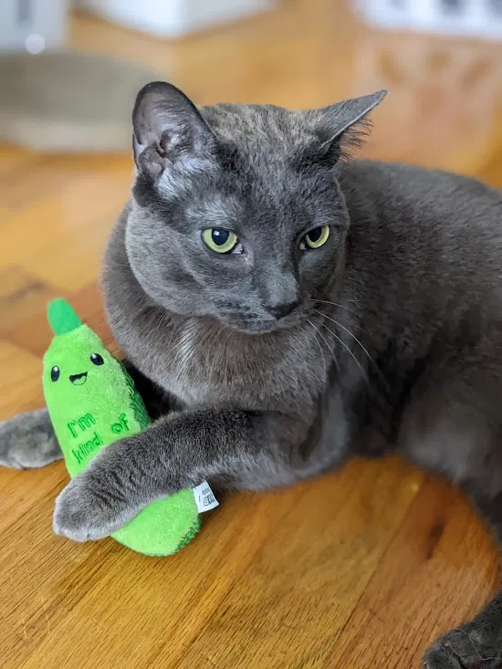 Lost cat in Ventura, CA, 93003