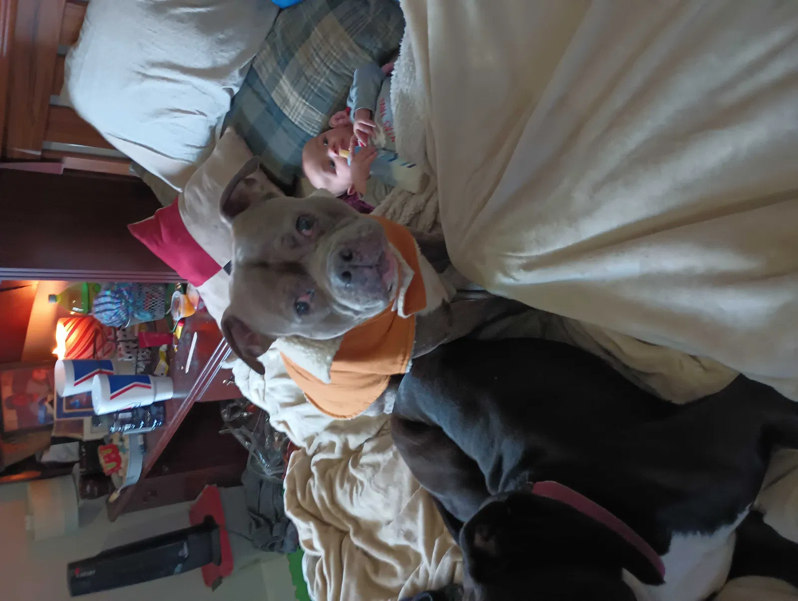 Lost dog in Evansville, IN, 47710
