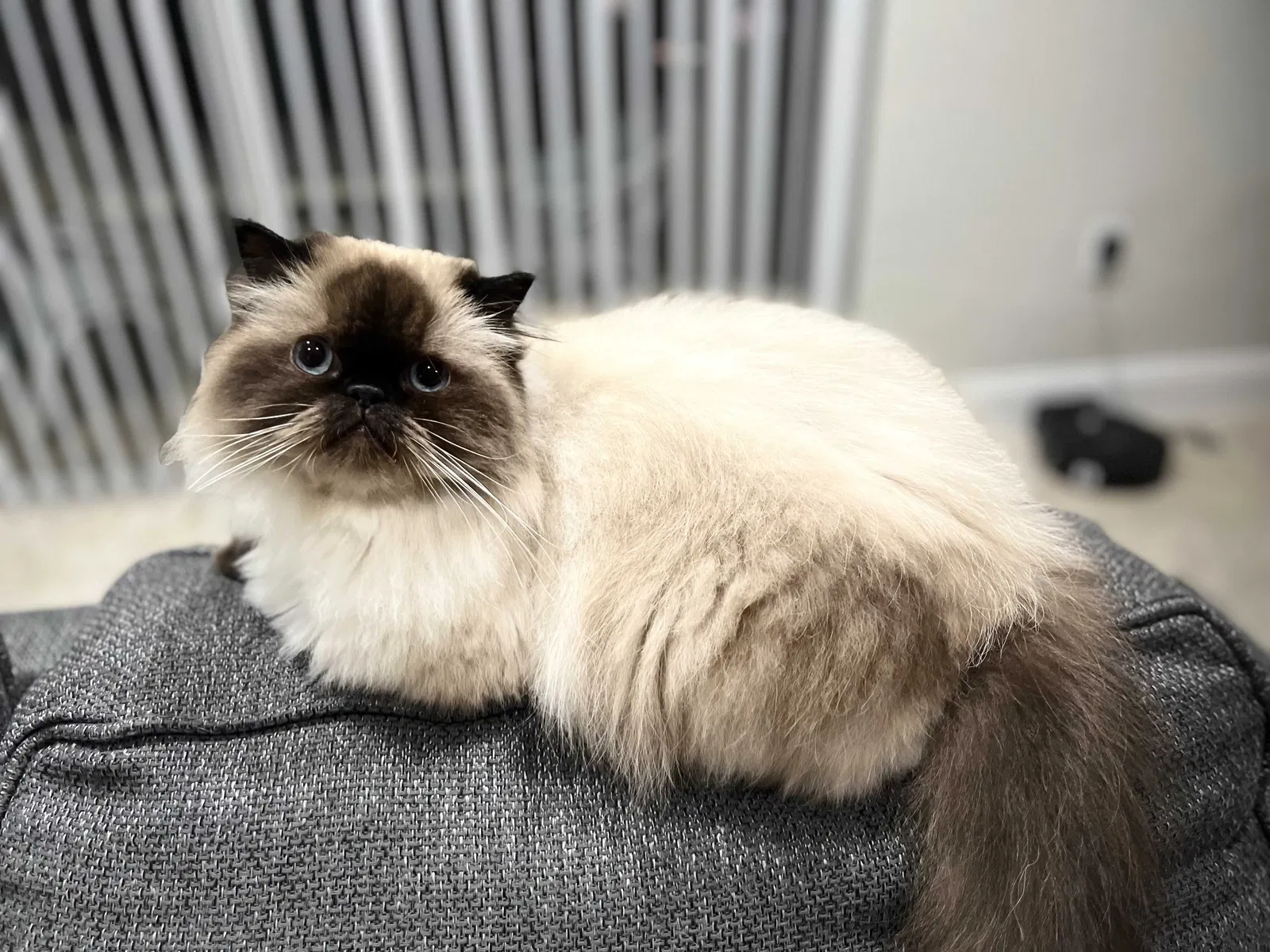 Lost cat in Miami, FL, 33194