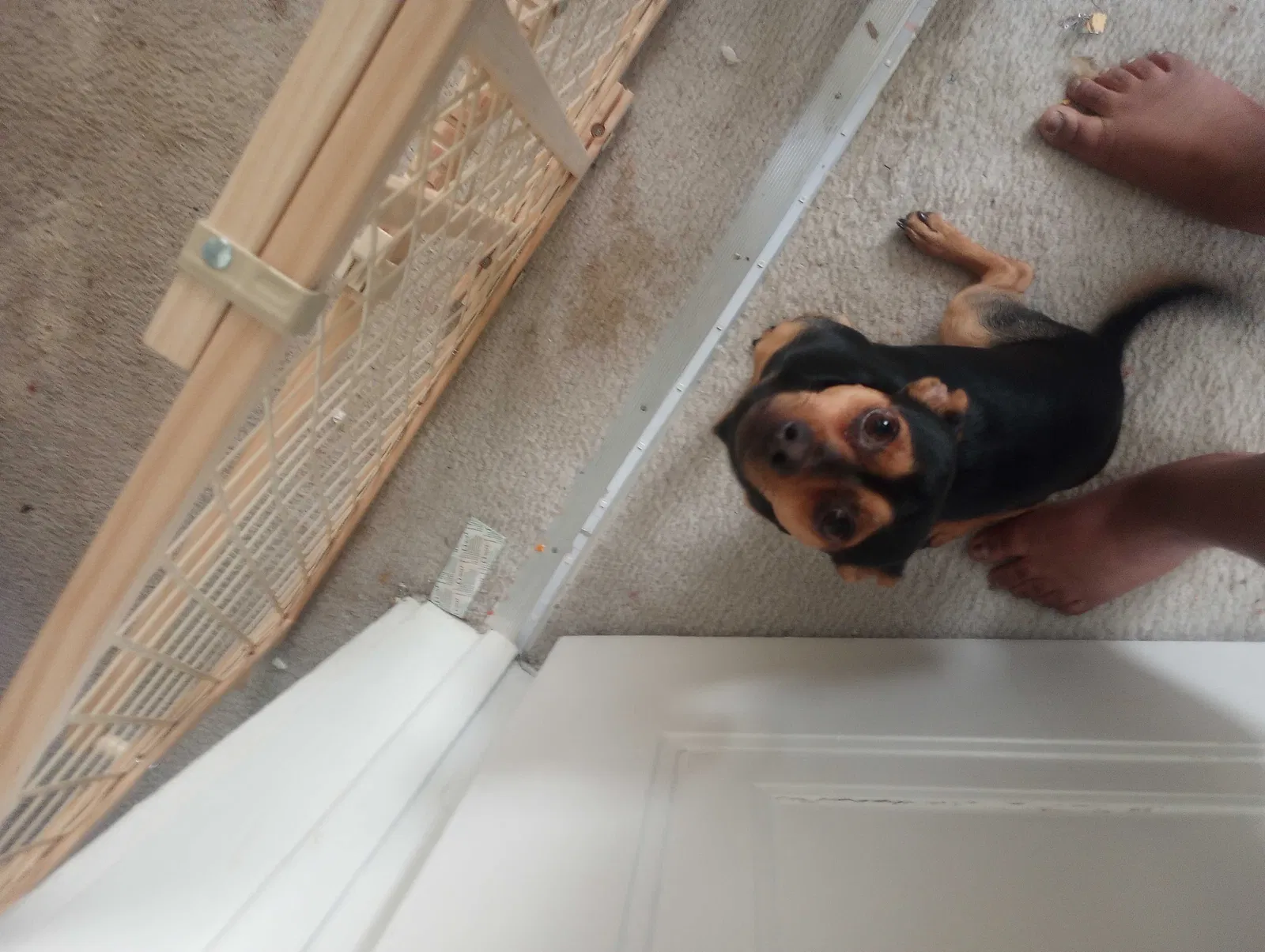 Lost dog in Flint, MI, 48501