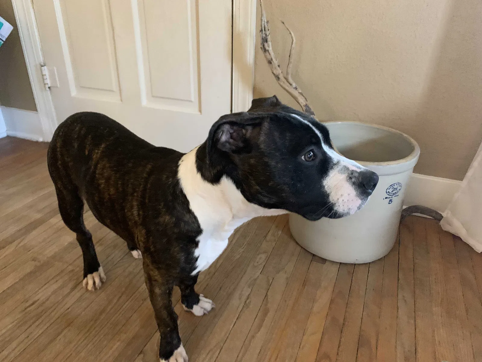 Found dog in Tulsa, OK, 74112