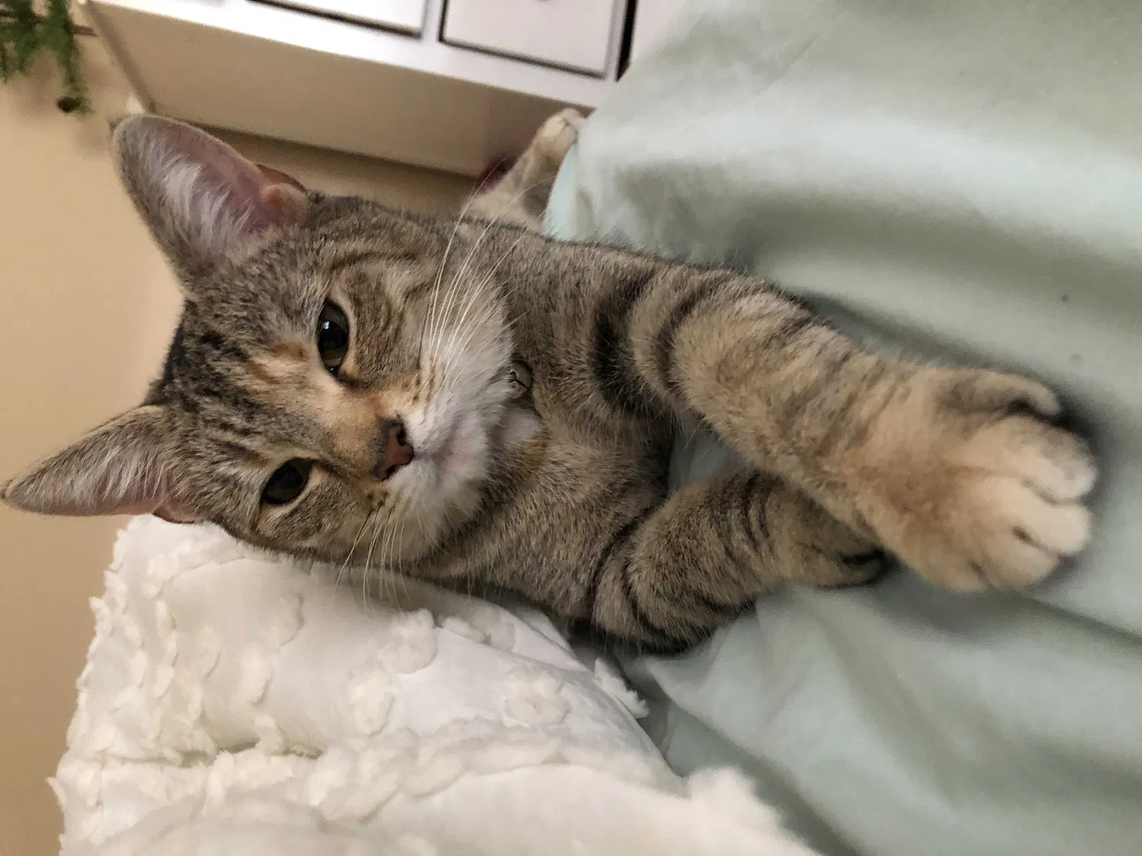 Lost cat in Dayton, OH, 45424