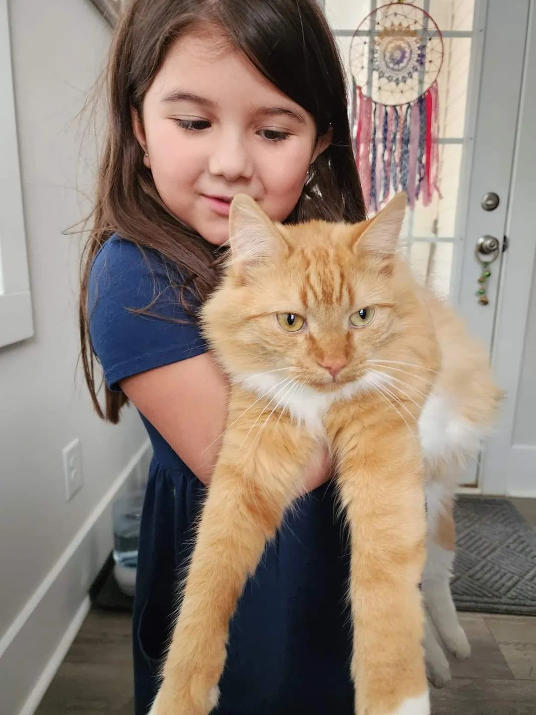 Lost cat in Aberdeen, NC, 28315