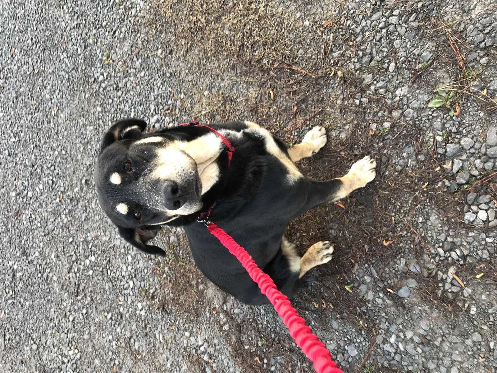 Found dog in Baileyton, AL, 35019