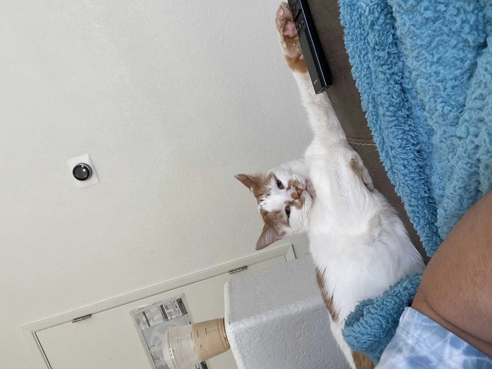Lost cat in Tucson, AZ, 85747